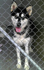 Malamute in an animal shelter