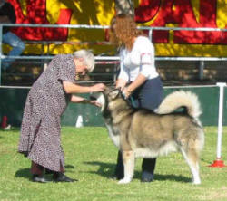 Dog Show Judging