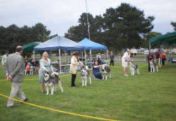 Dog Show at Bulla Exhibition Centre