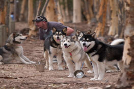 Malamutes at activities day