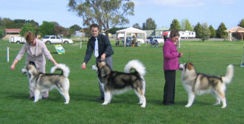 Dog Show