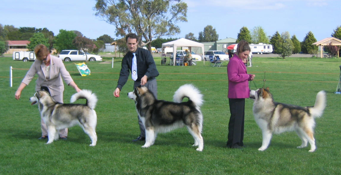 Dog Show at KCC Park