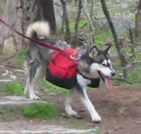 Malamute backpack