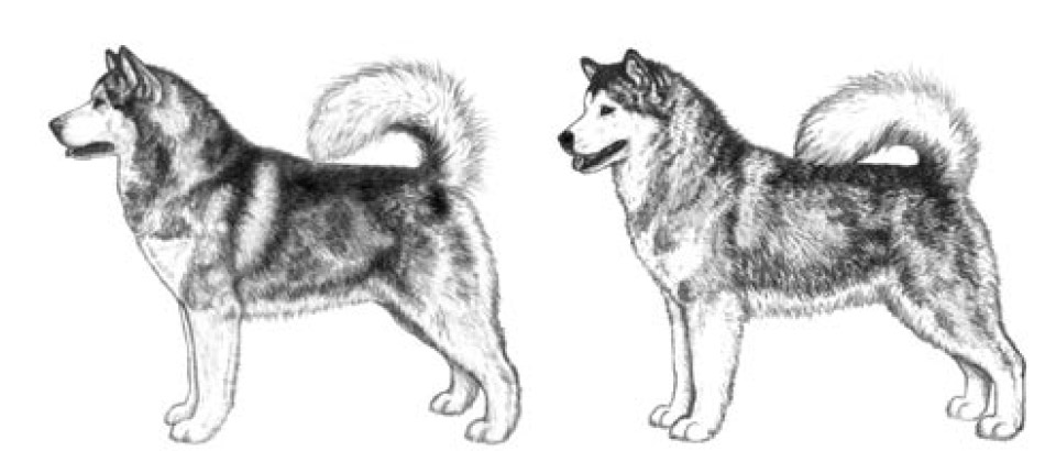 Alaskan Malamute - side view