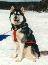 Malamute in snow