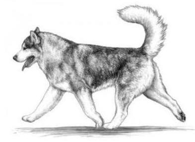 Alaskan Malamute side gait