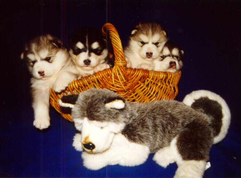 Malamute puppies