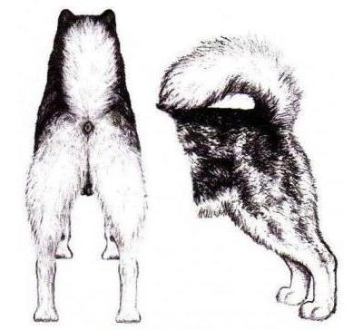 Alaskan Malamute - rear view