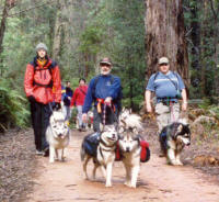 Malamutes hiking at Murrindindi