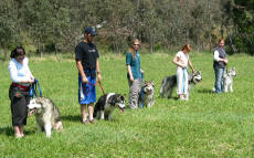 Malamute obedience class