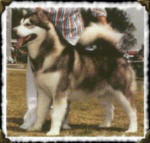 Am Can Mex Ch & Aust Grand Ch ALCAN SILENT KNIGHT (Imp USA)