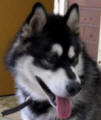 6-12 month old male Malamute at Blacktown Pound