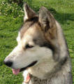 Shiyah - 4 yo female Malamute VIC