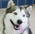 Demond - 4 yo male Malamute QLD