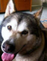 Maloo - 7 yo female Malamute