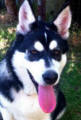 Bonnie - 5 month old female Malamute