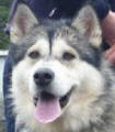 Rufus - 1 yo male Malamute X