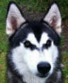 Rex - 1 year old male Malamute X Husky