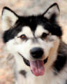 Bronx - male Malamute