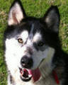 Jack - 5 yo male Malamute