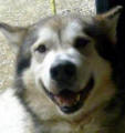 Bosco - 6 yo male Malamute