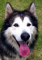 Marco - 4 yo male Malamute