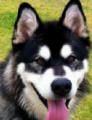 Zeus - 11 month old male Malamute