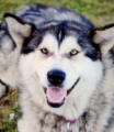 Dolly - 1 yo female Malamute