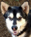 Slash - 2 yo male Malamute