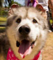 Tawnee - 10 yo female Malamute