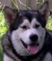 Maggs - 9 mo female Malamute