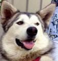 Arwyn - 2 yo female Malamute