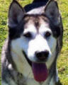 Misty - 8 yo female Malamute