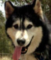 Muffin - 7 yo male Malamute