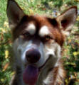 BT- 1 yo female Malamute