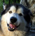 Kheiba - 7 yo male Malamute