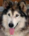 Mishka - 9 yo female Malamute