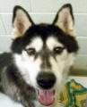 Elton - 3 yo male Malamute X