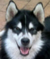 Kobe - 3 yo male Malamute