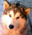 Meadow - 4 yo female Malamute