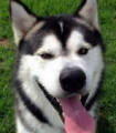 Otis - 2 you male Malamute