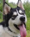 Old Jack - 1 yo male Malamute X