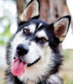 Krash - 8 month old female Malamute