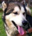 Storm - 5 yo male Malamute