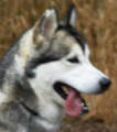 Dayna - 3 yo female purebred Alaskan Malamute