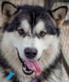 15 mo male Malamute