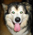 Anika - 8 yo female Malamute