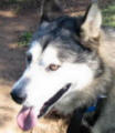 Male Malamute 4-6 yo Blacktown Pound