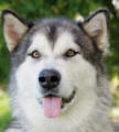 Motley - 3 yo male Alaskan Malamute