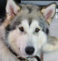 Wolfe - 1 year old male Malamute